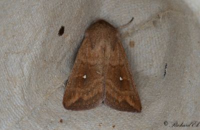 Vitpunktsgrsfly - White-point (Mythimna albipuncta)