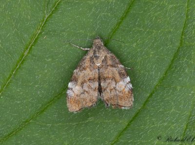 Apelgnidmal - Apple Leaf Skeletonizer (Choreutis pariana)