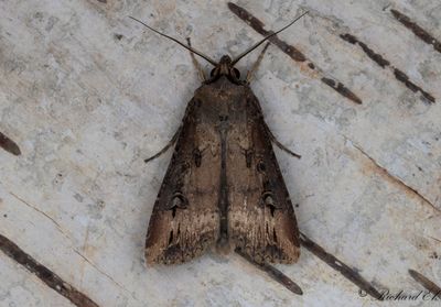 Kommajordfly - Dark Sword-grass (Agrotis ipsilon)