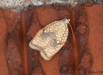Lnnbredvecklare (Acleris forsskaleana)