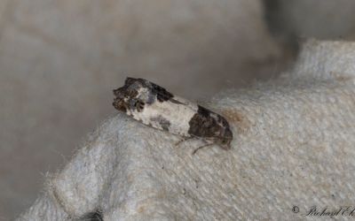 Lvtrdsknoppvecklare (Spilonota ocellana)