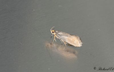 Gulstjrtad brunpraktmal (Crassa unitella)