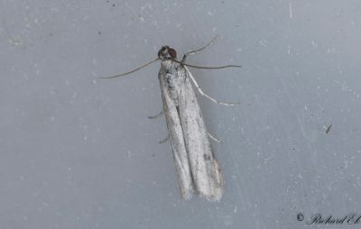 Triangelkorgmott (Phycitodes albatella)