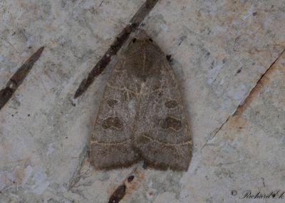 Poppelvecklarfly - The Olive (Ipimorpha subtusa)
