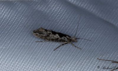 Almhstmal (Ypsolopha vittella)