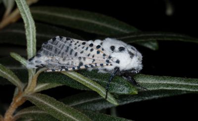 Blflckig trfjril - Leopard Moth (Zeuzera pyrina)