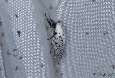 Blflckig trfjril - Leopard Moth (Zeuzera pyrina)