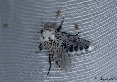 Blflckig trfjril - Leopard Moth (Zeuzera pyrina)