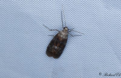 Grbrunt ekbladsmott (Phycita roborella)