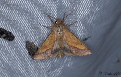 Guldfly - Bordered Sallow (Pyrrhia umbra)