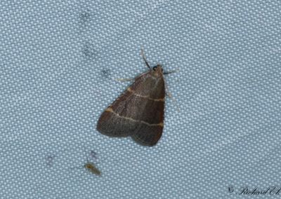 Herkulesmott (Hypsopygia glaucinalis)
