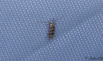 Kastanjemal - Horse Chestnut Leaf-miner (Cameraria ohridella)