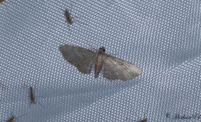 Klematismalmtare - Haworth's Pug (Eupithecia haworthiata)