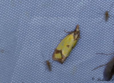 Klintgulvecklare (Agapeta zoegana)