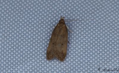 Kvickrotspalpmal (Helcystogramma lutatellum)