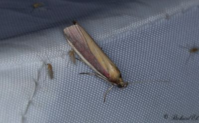 Kringtandsmott (Oncocera semirubella)