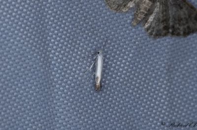 Krsbrslansettmal - Apple Leaf Miner (Lyonetia clerkella)