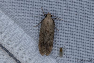 Malvemal - Hollyhock Seed Moth (Pexicopia malvella)