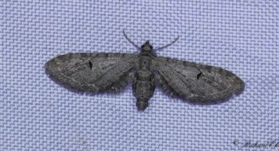 Malrtsmalmtare - Angle-barred Pug (Eupithecia innotata)