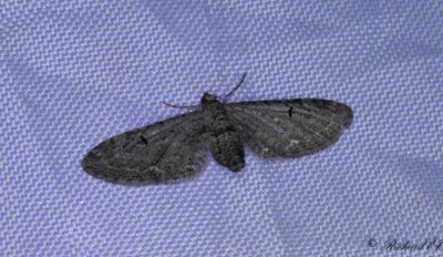 Malrtsmalmtare - Angle-barred Pug (Eupithecia innotata)