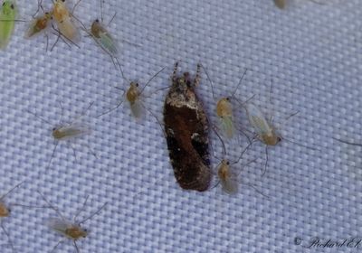 Mindre morotsplattmal (Agonopterix purpurea)