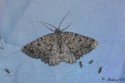 Mindre ringmtare - The Annulet (Charissa obscurata)