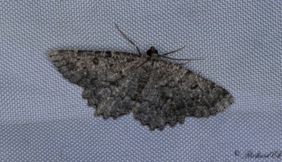 Mindre ringmtare - The Annulet (Charissa obscurata)
