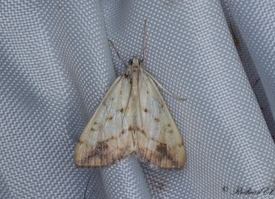 Molnbrmat senapsmott (Evergestis extimalis)