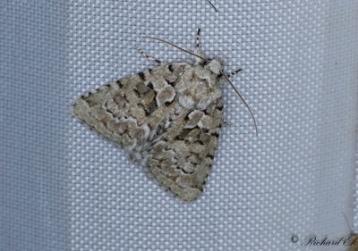 Murlavfly - Marbled Green (Nyctobrya muralis)