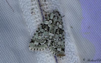 Murlavfly - Marbled Green (Nyctobrya muralis)