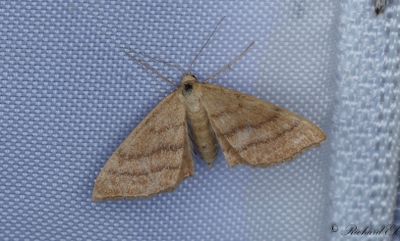 Ockralvmtare - Bright Wave (Idaea ochrata)