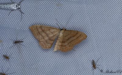 Ockralövmätare - Bright Wave (Idaea ochrata)