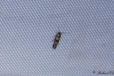 Rödfläckig brokmal - Little Cosmet (Mompha raschkiella)