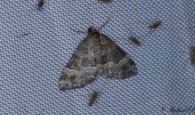 Snedstreckad fältmätare - Barred Rivulet (Perizoma bifaciata)