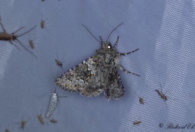 Taggsallatsfly - Small Ranunculus (Hecatera dysodea)