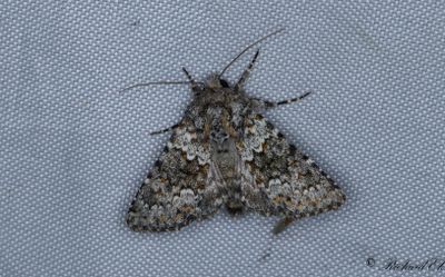 Taggsallatsfly - Small Ranunculus (Hecatera dysodea)