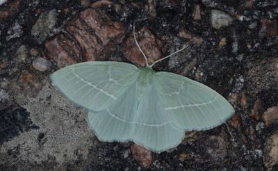 Smaragdgrn lundmtare - Small Emerald (Hemistola chrysoprasaria)
