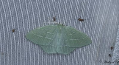 Smaragdgrön lundmätare - Small Emerald (Hemistola chrysoprasaria)