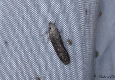 Sandflymott (Aphomia zelleri)