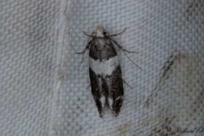 Svartvit böjmal - Lesser Budmoth (Recurvaria leucatella)