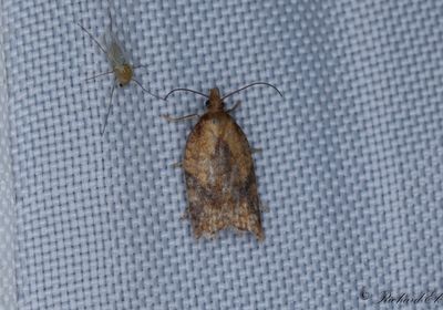 Smultronhstvecklare (Acleris aspersana)