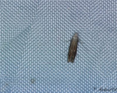 Renfanekorgmal - White-border Neb (Isophrictis striatella)