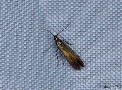 Sen grnglanssckmal - Small Clover Case-bearer (Coleophora alcyonipennella)