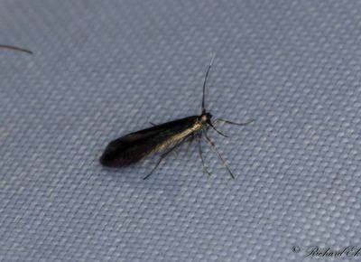 Sen grnglanssckmal - Small Clover Case-bearer (Coleophora alcyonipennella)