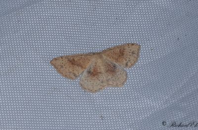 Brunvattrad grdelmtare - False Mocha (Cyclophora porata)