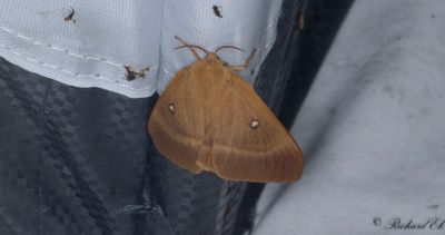 Ekspinnare - Oak Eggar (Lasiocampa quercus)