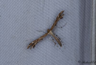 Grfibblefjdermott - Downland Plume (Oxyptilus pilosellae)