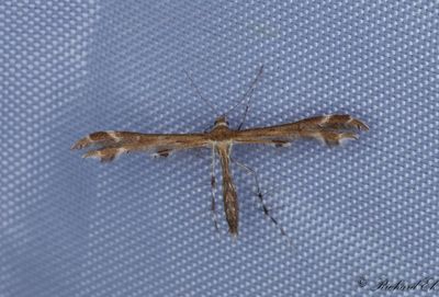 Grfibblefjdermott - Downland Plume (Oxyptilus pilosellae)