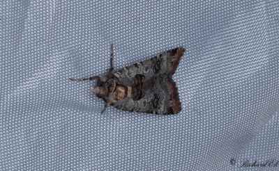 Grvattrat bandfly (Epilecta linogrisea)