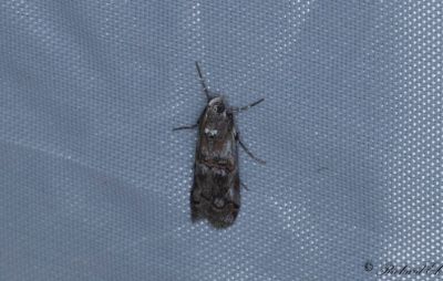 Jungfrulinsmott (Pempelia palumbella)